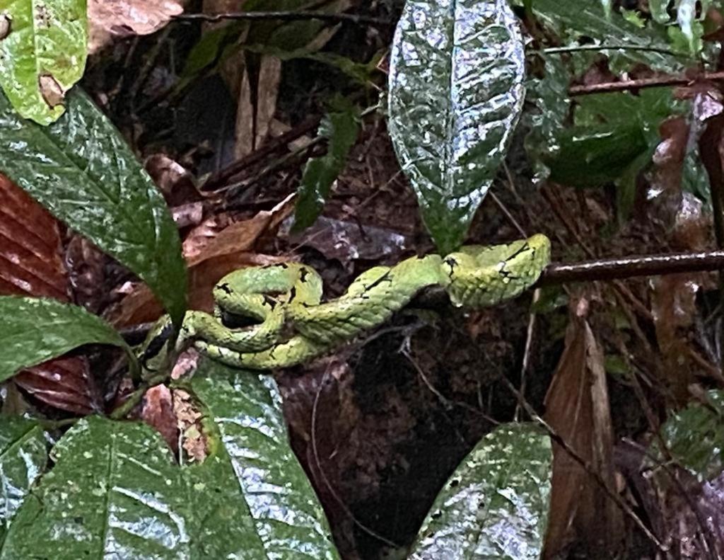 Rainforest Holiday Inn Deniyaya Luaran gambar
