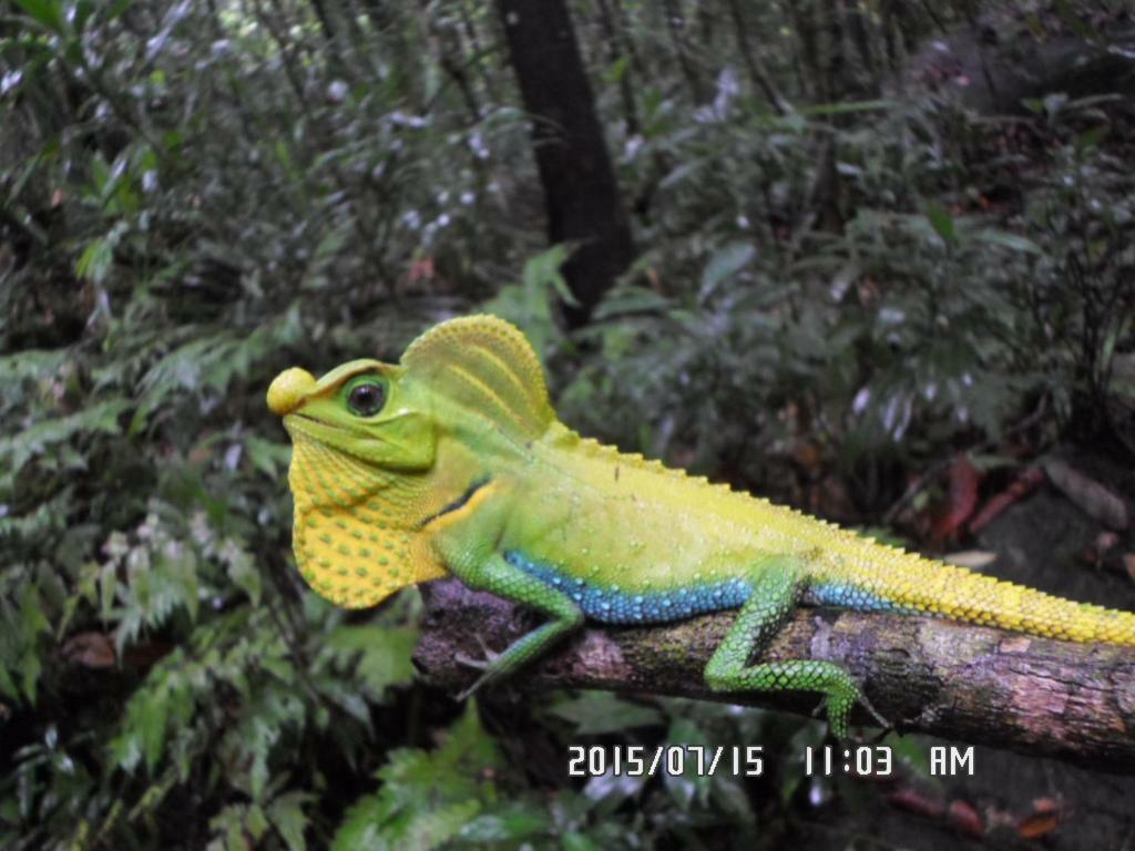 Rainforest Holiday Inn Deniyaya Luaran gambar